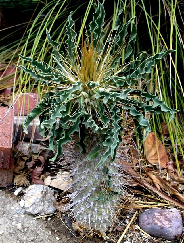 Pachypodium namaquanum